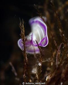 Planaria rosa ( Prostheceraeus giesbrechtii) -June 2025
... by Antonio Venturelli 